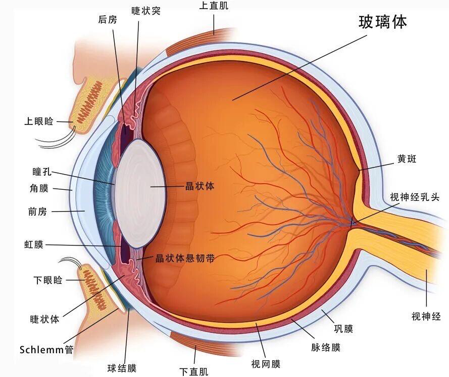 这些眼外伤太常见了！急救+预防全攻略，关键时刻能保视力