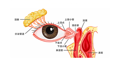 泪道科