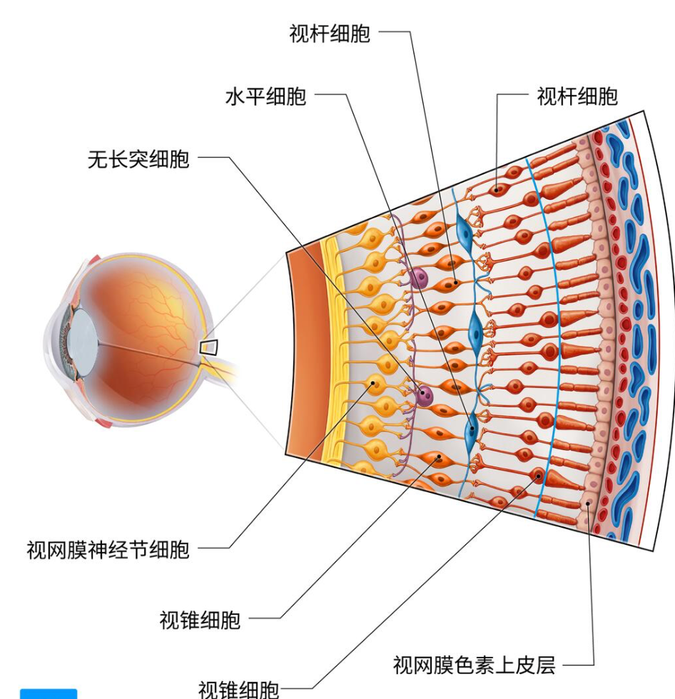 视网膜动脉阻塞｜眼中风、中央与分支动脉阻塞急症诊疗