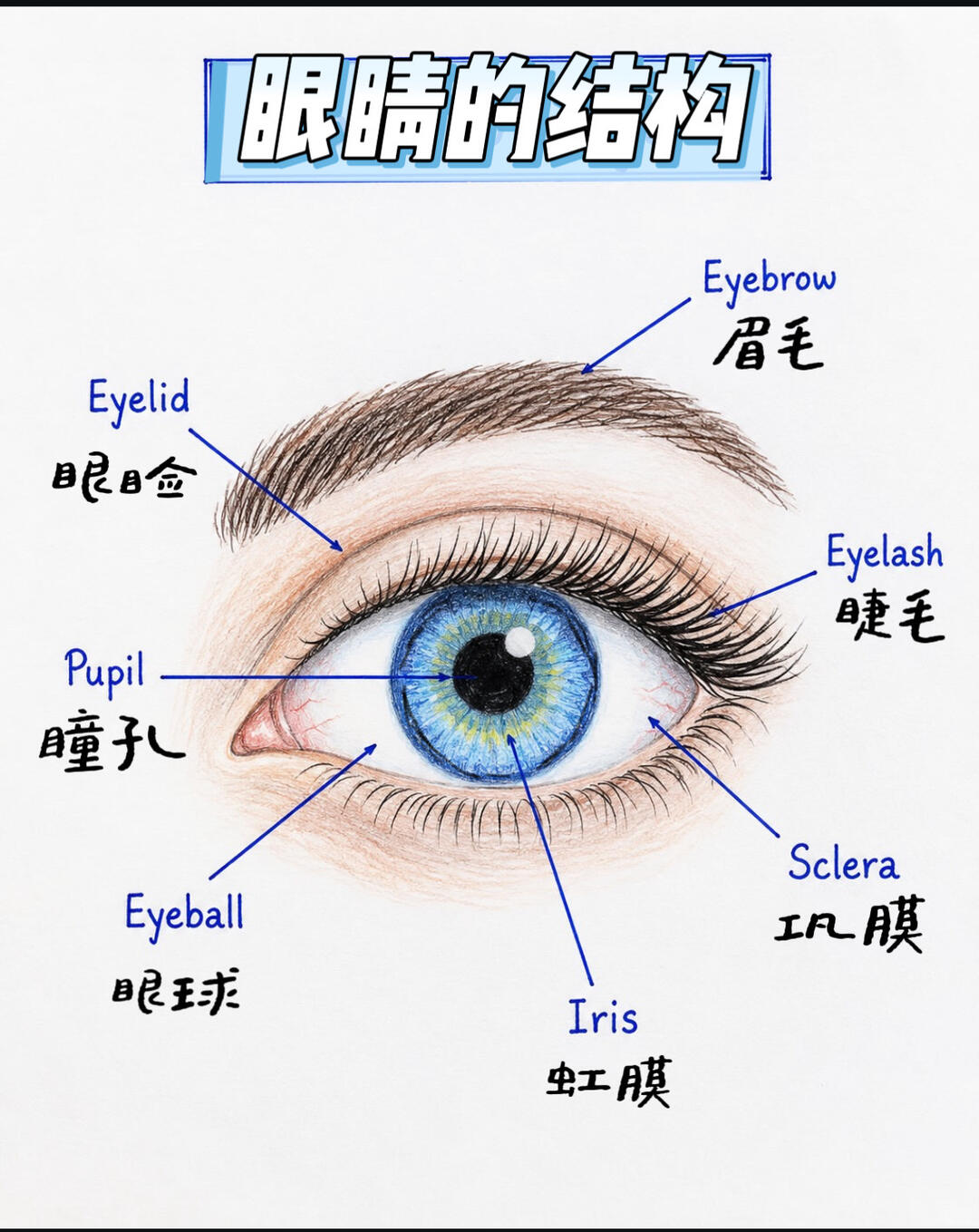 高度近视眼底病变｜病理性近视黄斑劈裂、后巩膜葡萄肿规范化诊疗