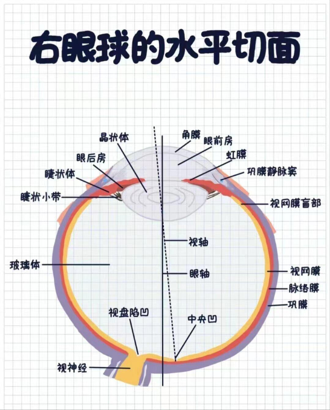 网膜色素变性｜夜盲症、遗传性眼底病规范化诊疗